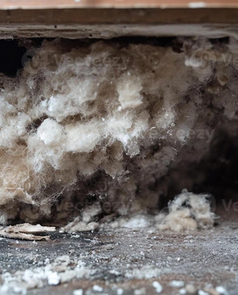 rodent chewed insulation